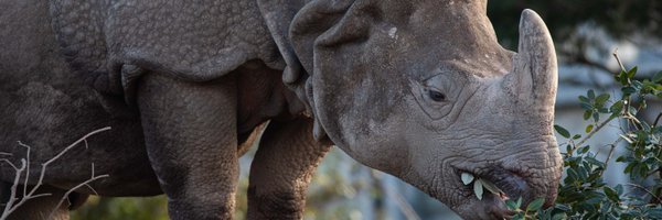 6 Marvellous At-Home Family Events To Enjoy in March Fota Wildlife